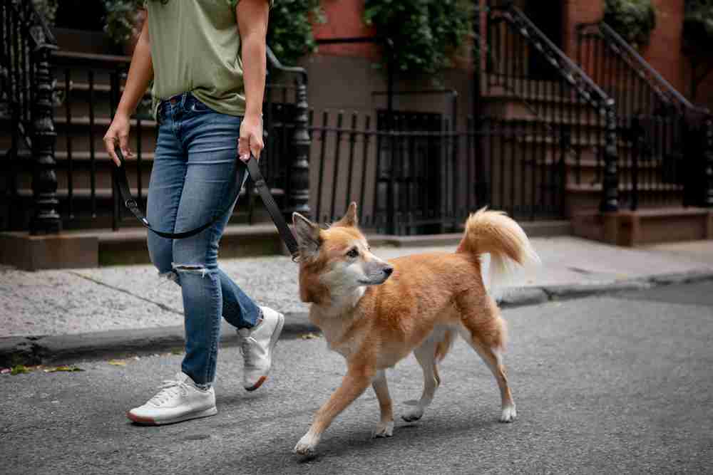 a person walking dog